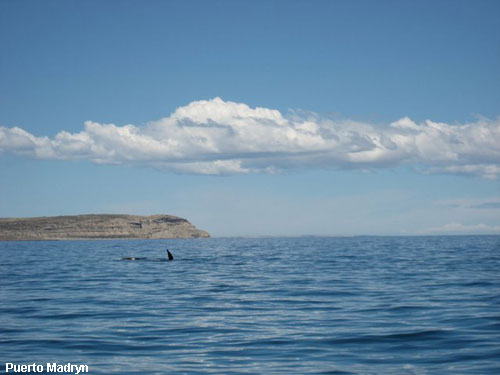 Vacanta in Puerto Madryn, vacante de vis, calatorie, insule si locuri de scufundat, top plaje de vis