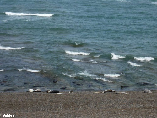 Vacanta in Valdes, vacante de vis, calatorie, insule si locuri de scufundat, top plaje de vis