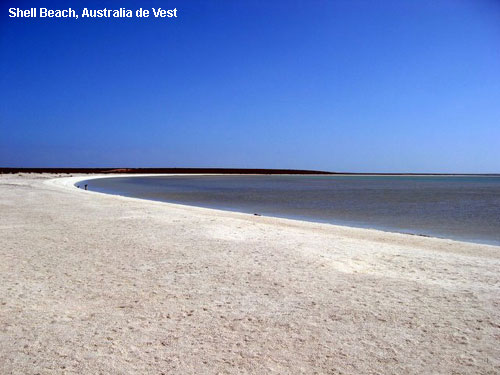 Vacanta in Shell Beach, Australia de Vest, vacante de vis, calatorie, insule si locuri de scufundat, top plaje de vis