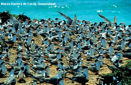 Vacanta in Marea Bariera de Corali, Queensland, vacante de vis, calatorie, insule si locuri de scufundat, top plaje de vis