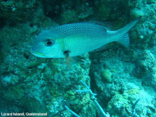 Vacanta in Lizard Island, Queensland, vacante de vis, calatorie, insule si locuri de scufundat, top plaje de vis