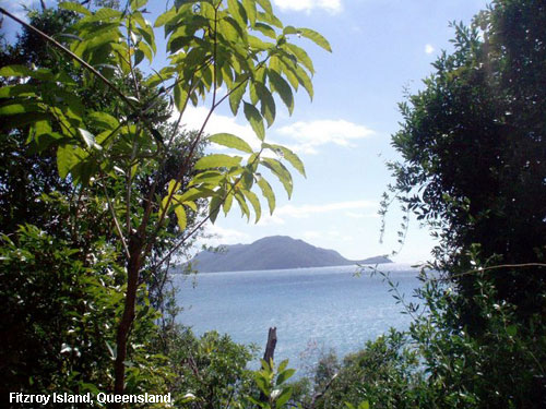Vacanta in Fitzroy Island, Queensland, vacante de vis, calatorie, insule si locuri de scufundat, top plaje de vis