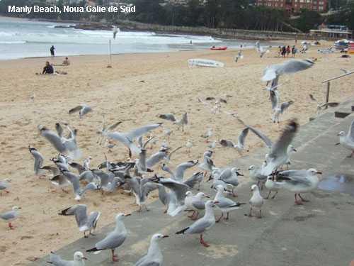 Vacanta in Manly Beach, Noua Galie de Sud, vacante de vis, calatorie, insule si locuri de scufundat, top plaje de vis