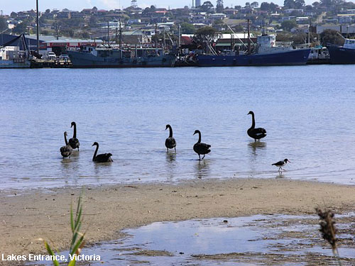 Vacanta in Lakes Entrance, Victoria, vacante de vis, calatorie, insule si locuri de scufundat, top plaje de vis
