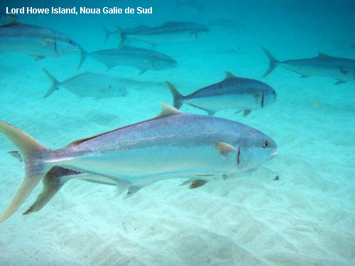 Vacanta in Lord Howe Island, Noua Galie de Sud , vacante de vis, calatorie, insule si locuri de scufundat, top plaje de vis