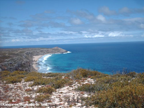 Vacanta in I Kangaroo, Australia de Sud, vacante de vis, calatorie, insule si locuri de scufundat, top plaje de vis