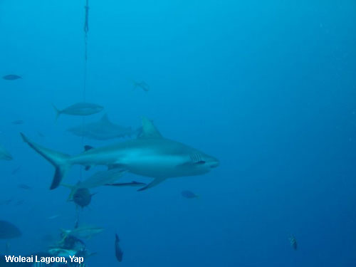 Vacanta in Woleai Lagoon, Yap, vacante de vis, calatorie, insule si locuri de scufundat, top plaje de vis