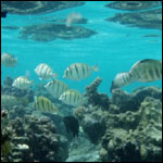 Vacanta in Marae Fare Ta, Huahine, vacante de vis, calatorie, insule si locuri de scufundat, top plaje de vis