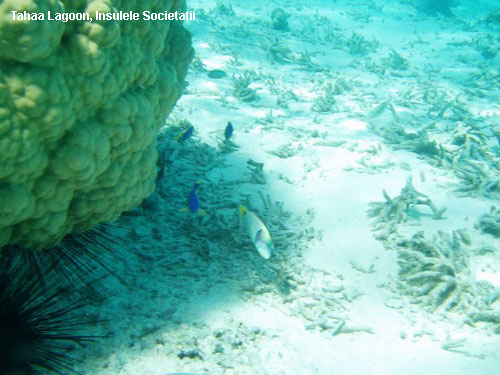 Vacanta in Tahaa Lagoon, Insulele Societatii, vacante de vis, calatorie, insule si locuri de scufundat, top plaje de vis